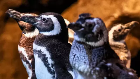 Ingresso Oceanic Aquarium em Balneário Camboriú