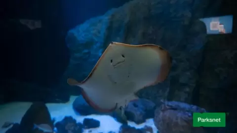 parksnet-imagem-galeria-ingresso-oceanic-aquarium-em-balneario-camboriu-6802af4fb6bdf_0.webp