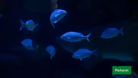 parksnet-imagem-galeria-ingresso-oceanic-aquarium-em-balneario-camboriu-6802af513b663_2.webp
