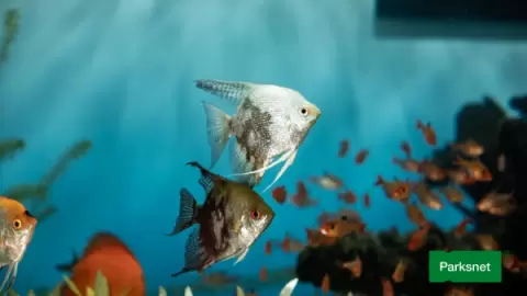 parksnet-imagem-galeria-ingresso-oceanic-aquarium-em-balneario-camboriu-6802af601f8bc_0.webp