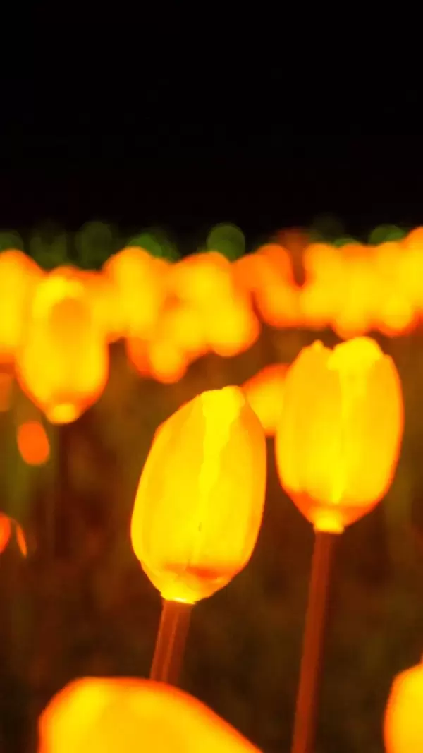 Imagem representativa: Jardim das Tulipas Lumni. Um campo encantado onde at&eacute; mesmo as flores ganham vida a noite e brilham como estrelas.