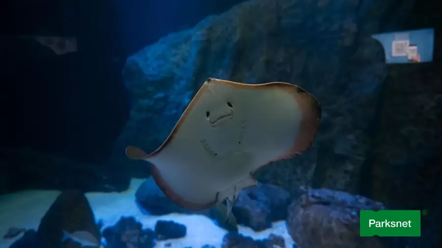 parksnet-imagem-galeria-ingresso-oceanic-aquarium-em-balneario-camboriu-6802af4fb6bdf_0.webp