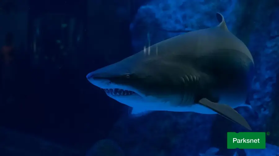 parksnet-imagem-galeria-ingresso-oceanic-aquarium-em-balneario-camboriu-6802af5077733-1_694c295902c33.webp