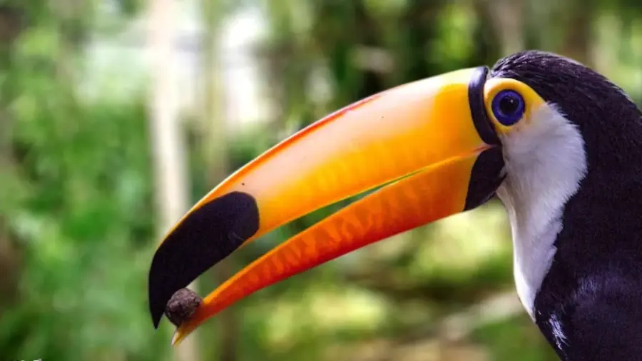 parksnet-imagem-galeria-ingressos-zoologico-de-balneario-camboriu-699c83759ec95_0.webp