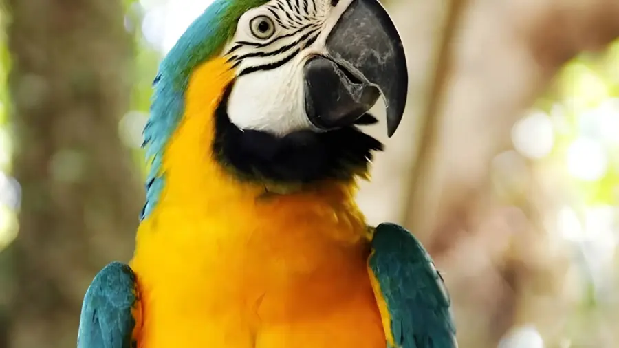 parksnet-imagem-galeria-ingressos-zoologico-de-balneario-camboriu-699c837690a86_3.webp